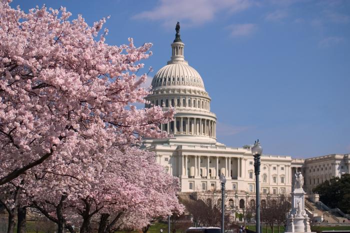 Cherry Blossoms and Capitol Building